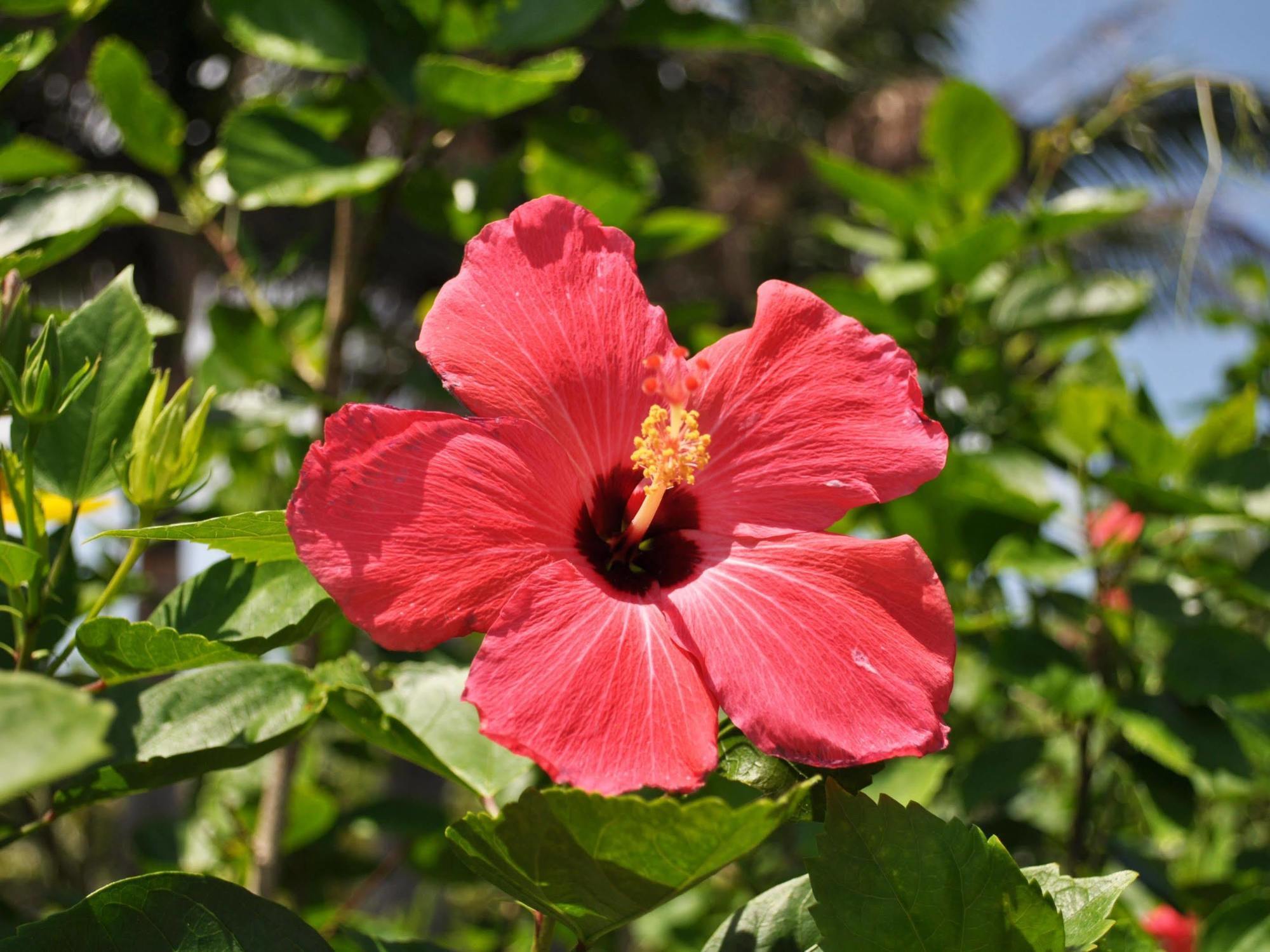 Hotel Tulip Ishigakijima Ishigaki  Екстериор снимка